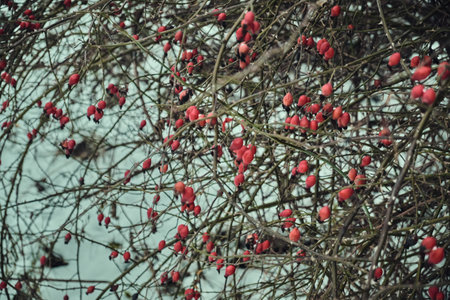 Snow-covered red rosehip berries on a bush against a background of snow. Rosehip bush with berries...