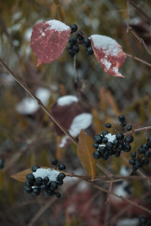 Black berries under snow in winter Natural backgroundの写真素材