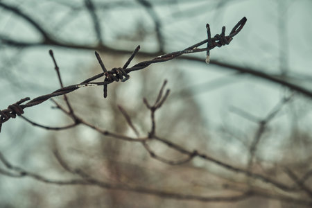 Old barbed wire on a concrete fence large with snow in winter close-up Selective focusの写真素材
