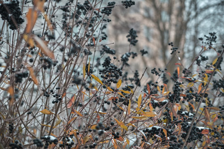 Black berries under snow in winter Natural backgroundの写真素材