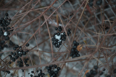 Black berries under snow in winter Natural background