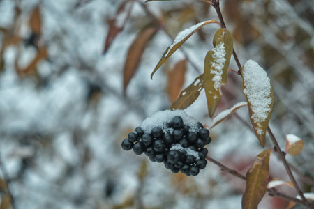 Black berries under snow in winter Natural backgroundの写真素材