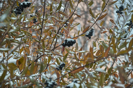 Black berries under snow in winter Natural background