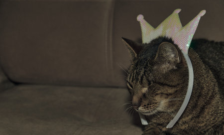 Funny beautiful cute one-eyed forest colorcat hiding on the sofa christmasの写真素材