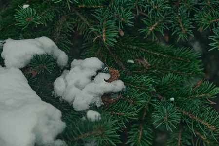 frosty forest snow-cowered fir and pine trees winter road background Christmas Sceneの写真素材