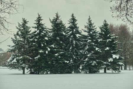 frosty forest snow-cowered fir and pine trees winter road background Christmas Scene