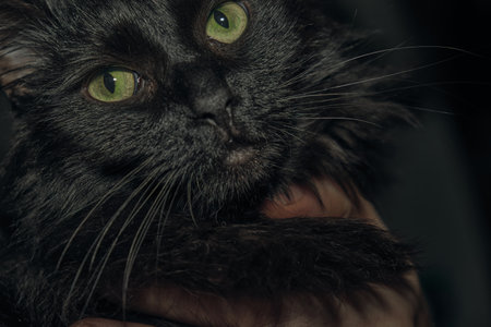 Funny beautiful cute black cat hiding on the sofa