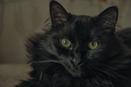 Funny beautiful cute black cat hiding on the sofaの写真素材