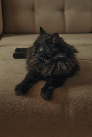 Funny beautiful cute black cat hiding on the sofaの写真素材
