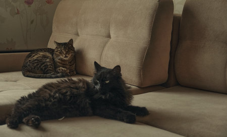 Funny beautiful cute black cat hiding on the sofaの写真素材