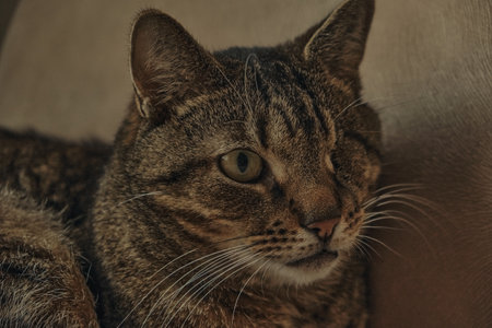 Funny beautiful cute one-eyed forest colorcat hiding on the sofa