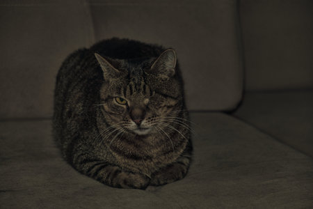 Funny beautiful cute one-eyed forest colorcat hiding on the sofa