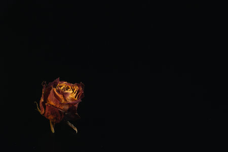 Macro close up multicolored orange dried rose bloom bouquet in ceramic retro vase Black backgroundの写真素材