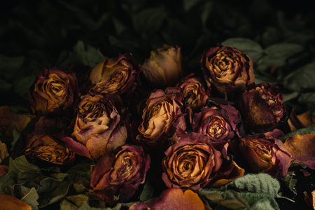 Macro close up multicolored orange dried rose bloom bouquet in ceramic retro vase Black backgroundの写真素材