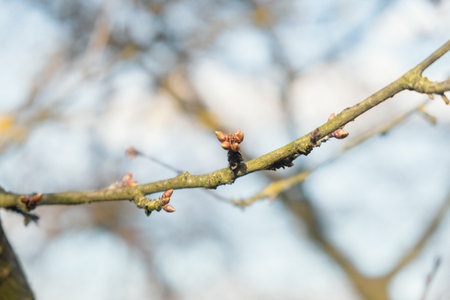 new spring buds on a tree branch in early spring Sunset dawn evening