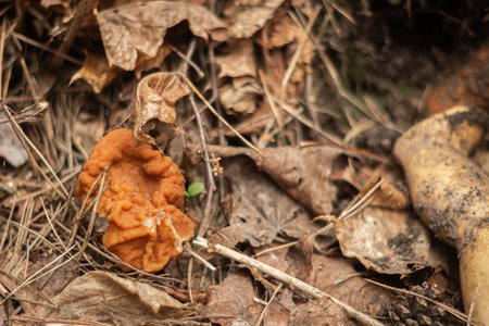 The hallucinogenic mushrooms grow near the old stump Forest and mushrooms in a shady forestの写真素材