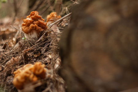 The hallucinogenic mushrooms grow near the old stump Forest and mushrooms in a shady forestの写真素材