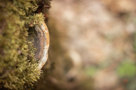 a mossy trunk of a tree wasfith mushrooms on the bark in an ivening light pseudo fungusの写真素材