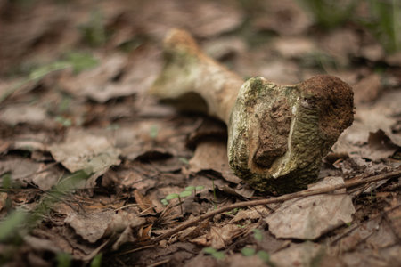 Old animal bone in nature in the grassの写真素材