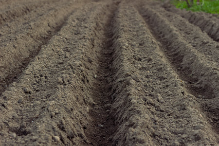 Beautiful vegetable garden with greenhouses potato beds and black soil great design for any purposes...