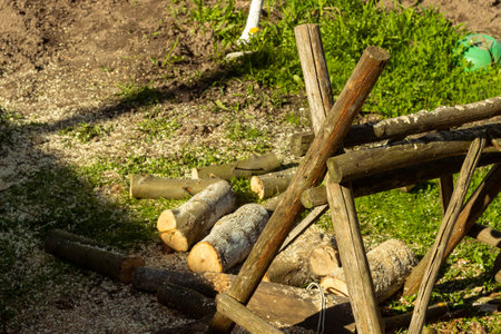 Sawn birch wood in the gardenの写真素材