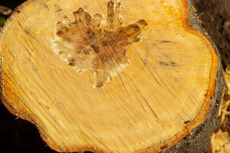 Freshly Cut Tree Stump From Above Abstract resinous texture of tree rings and large roots to feed in...