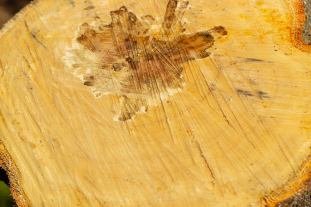 Freshly Cut Tree Stump From Above Abstract resinous texture of tree rings and large roots to feed in the groundの写真素材