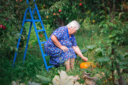 Senior woman farmer picking autumn crop of pumpkins on farm. Agriculture. Thanksgiving and Halloween preparationの写真素材