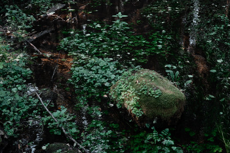 Small river stream in the dark evergreen forest Crystal clear water rocks moss fern plants close-up...