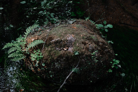 Small river stream in the dark evergreen forest Crystal clear water rocks moss fern plants close-up Natural textures Atmospheric landscape Pure nature environment ecologyの写真素材