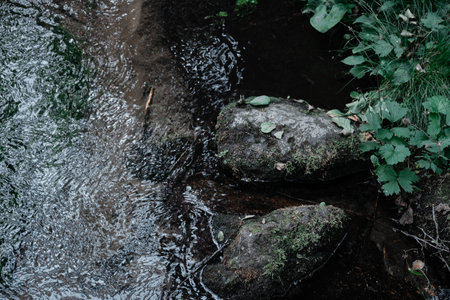 Small river stream in the dark evergreen forest Crystal clear water rocks moss fern plants close-up Natural textures Atmospheric landscape Pure nature environment ecologyの写真素材