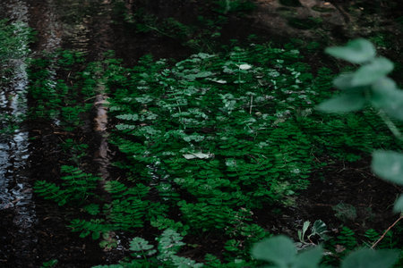 Green seaweed under clear water surface stream in the middle of the forest texture backgroundの写真素材