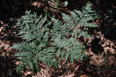 pattern of fern leaves in a dark environment backgroundの写真素材