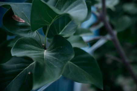 Lilac bush with dark green leaves without flowers in Summer timeの写真素材