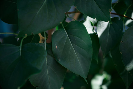 Lilac bush with dark green leaves without flowers in Summer time