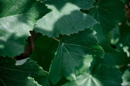 Natural pattern of Intensely dark green leaves of grape in the garden with Cool emerald shadeの写真素材