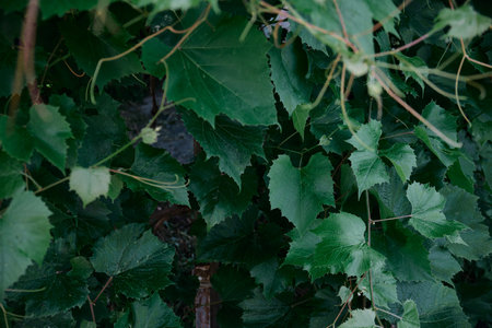 Natural pattern of Intensely dark green leaves of grape in the garden with Cool emerald shadeの写真素材