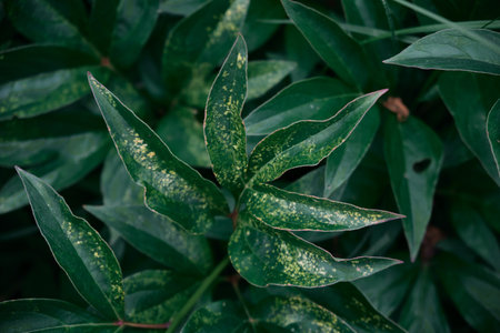 natural panoramic pattern of green foliage of peony flowers on a dark background close-up flower arrangement in a dark key texture of leaves in macro photoの写真素材