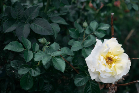 Close up shot of yellow flowers in full bloom on a traditional old variety of scented rose, against a blurred dark green background of leavesの写真素材