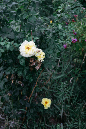 Close up shot of yellow flowers in full bloom on a traditional old variety of scented rose, against a blurred dark green background of leavesの写真素材