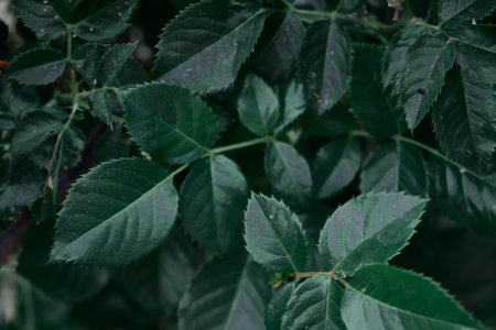 Dark green leaves abstract background, close-upの写真素材