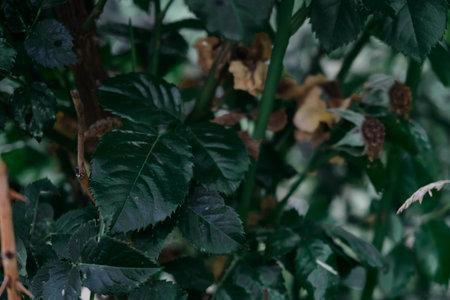 Dark green leaves abstract background, close-upの写真素材
