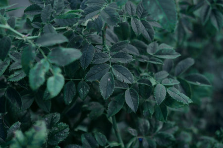 Dark green leaves abstract background, close-upの写真素材