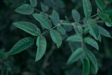 Dark green leaves abstract background, close-upの写真素材