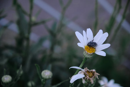 close-up photograph of daisies on a background of greenery in the garden dasy flovers with dark green leavesの写真素材