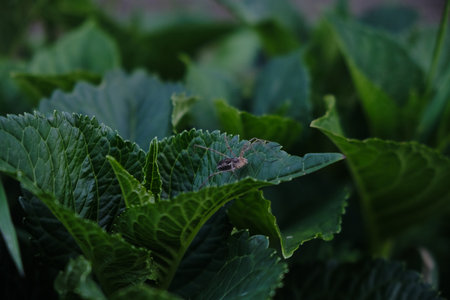 Green leaves pattern background, Natural background and wallpaperの写真素材