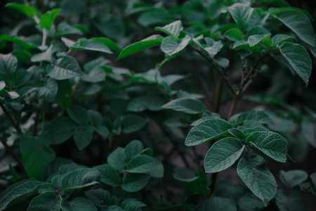 Green leaves pattern background. sweet potato leaves nature dark green tone background.の写真素材