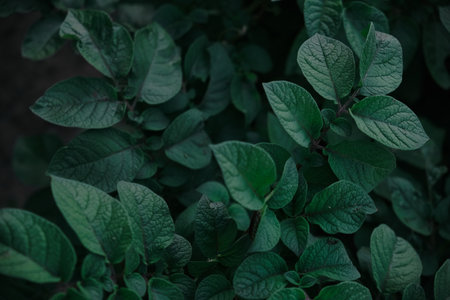 Green leaves pattern background. sweet potato leaves nature dark green tone background.