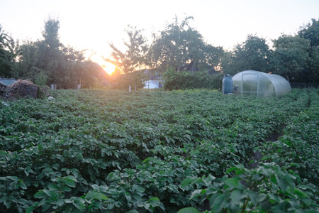 closeup potato field at the sunset