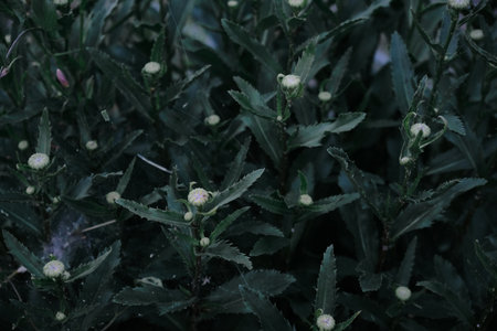 close-up photograph of daisies on a background of greenery in the garden dasy flovers with dark green leavesの写真素材